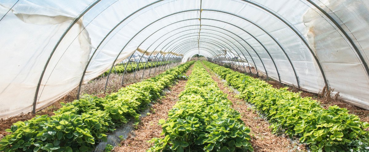 Greenhouse Image