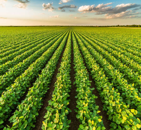 Rows of crops outside